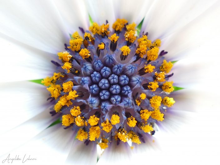 Naturfoto einer Blüte in der Natur, nature-art-naturfotografie-blumenfotografie-photoart-natureart
