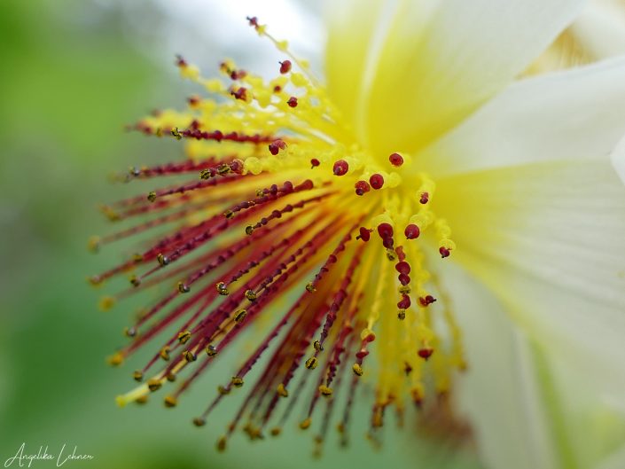 Naturfoto einer Blüte in der Natur, nature-art-naturfotografie-blumenfotografie-photoart-natureart